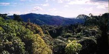 Valle cubierto de bosque tropical, Nueva Zelanda