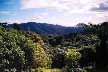 Valle cubierto de bosque tropical, Nueva Zelanda