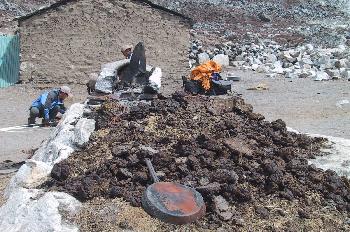 Excremento de yak para combustible