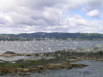 Gaviotines, Argentina