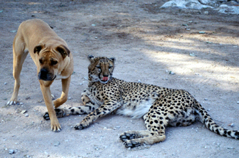 Perro y guepardo amigos, Namibia