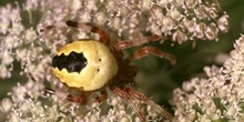 Araña (Araneus marmoreus)