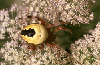 Araña (Araneus marmoreus)