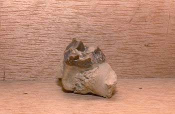 Oreodon-diente (Mamífero) Oligoceno