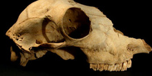 Cráneo prehistórico