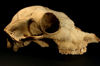 Cráneo prehistórico