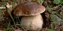 Boleto (Boletus edulis)