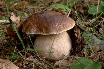 Boleto (Boletus edulis)