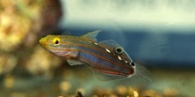 Gobio (Ambligobius sp.)