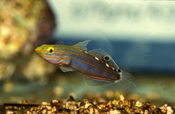 Gobio (Ambligobius sp.)