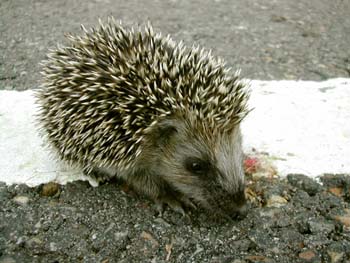 Erizo común (Erinaceus europaeus)