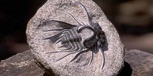 Dicranurus monstruosus (Trilobites) Devónico