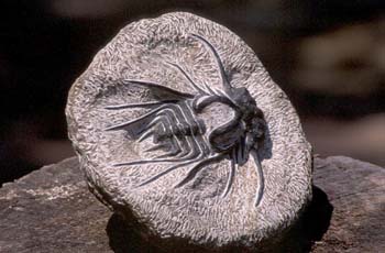 Dicranurus monstruosus (Trilobites) Devónico