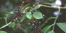 Saúco - Fruto (Sambucus nigra)