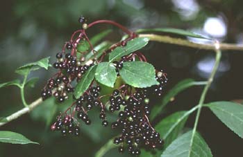 Saúco - Fruto (Sambucus nigra)