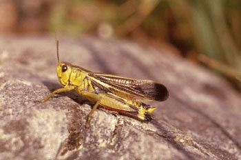 Saltamontes chirriador (Mecostetus grossus)