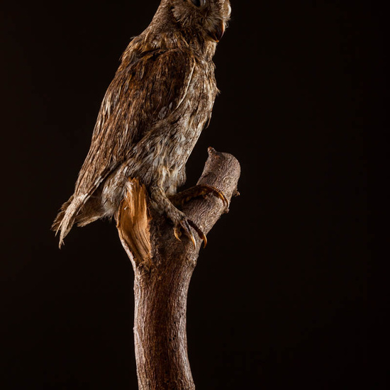 IES_ISABELLACATOLICA_BIOLOGIA_544