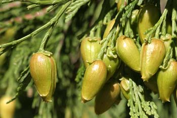 Cedro blanco de California - Piñas (Calocedrus decurrens)