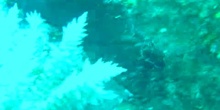 Liebre de mar negra (Aplysia fasciata)