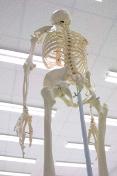 Esqueleto