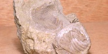 Braquiópodo (Braquiópodo) Jurásico