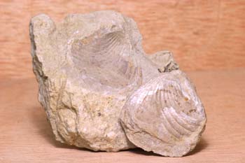 Braquiópodo (Braquiópodo) Jurásico