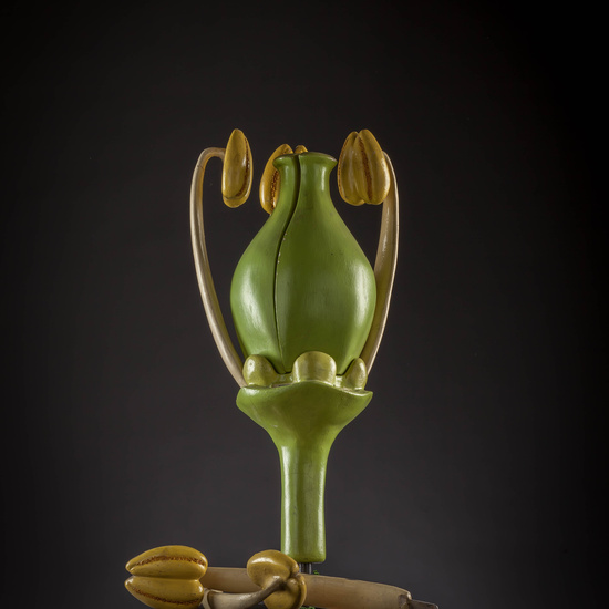 IES_CARDENALCISNEROS_BOTÁNICA_III_MODELOS_013