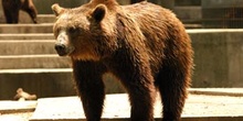 Oso pardo (Ursus arctos)