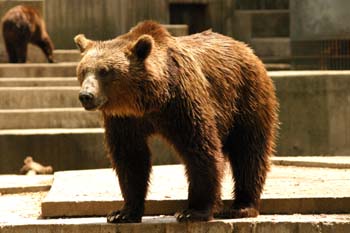 Oso pardo (Ursus arctos)
