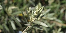 Olivo - Hoja (Olea europaea)