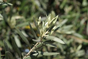 Olivo - Hoja (Olea europaea)