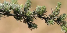 Cedro del Atlas - Hojas (Cedrus atlantica)