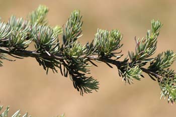 Cedro del Atlas - Hojas (Cedrus atlantica)