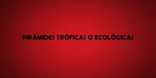 CTM Pirámides tróficas