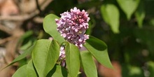 Lilo - Flor (Syringa vulgaris)