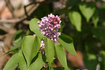 Lilo - Flor (Syringa vulgaris)