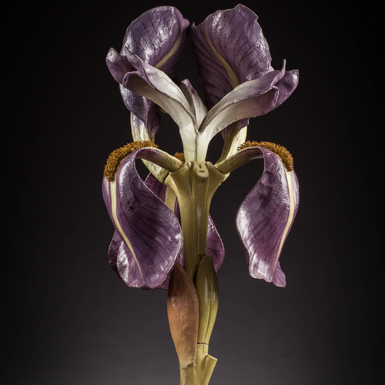 IES_SANISIDRO_MUSEO_Botanica_032