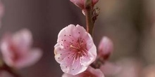 Ciruelo japonés (Prunus cerasifera)