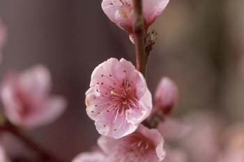 Ciruelo japonés (Prunus cerasifera)