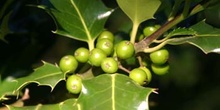 Acebo - Frutos (Ilex aquifolium)
