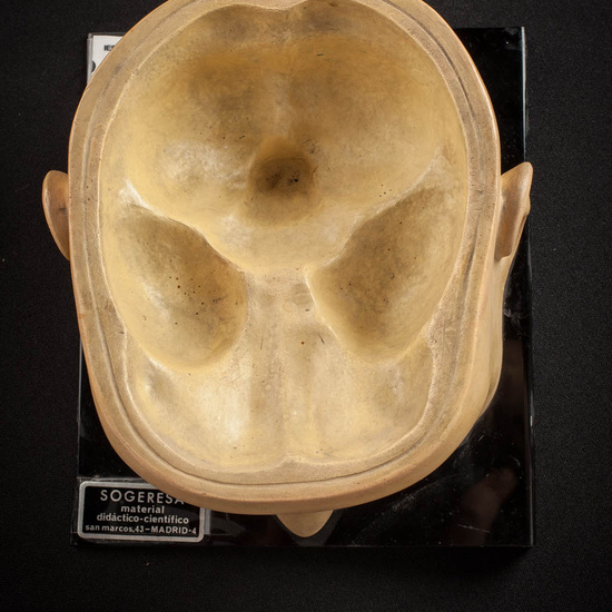 IES_ISABELLACATOLICA_ANATOMIA_010