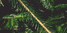 Abeto blanco - Hojas (Abies alba)