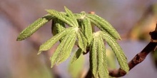 Castaño de Indias - Hojas (Aesculus hippocastanum)