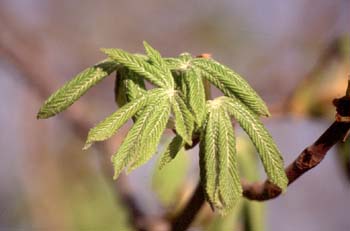 Castaño de Indias - Hojas (Aesculus hippocastanum)