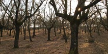 Quejigo - Bosque (Quercus faginea)