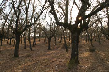 Quejigo - Bosque (Quercus faginea)