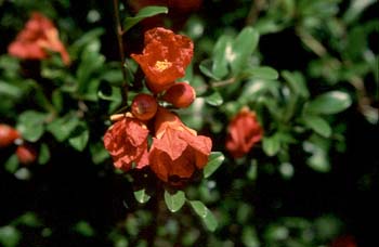 Granado - Flor (Punica granatum)