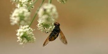 Mosca cernícalo (Volucella inanis)