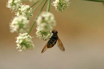 Mosca cernícalo (Volucella inanis)
