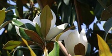 Magnolio - Flor  (Magnolia grandiflora)